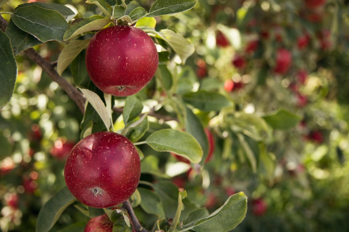 Apfel